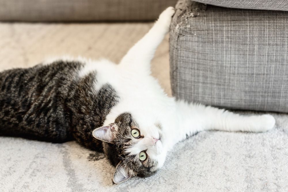 Why Is My Cat So Badly Behaved?