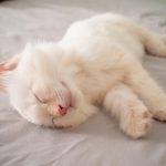 Why Is My Cat’s Fur So Soft?