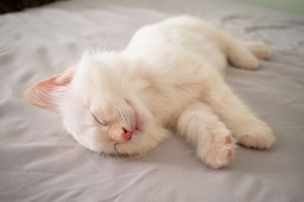 Why Is My Cat’s Fur So Soft?
