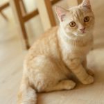 Why Is My Cat’s Poop Yellow