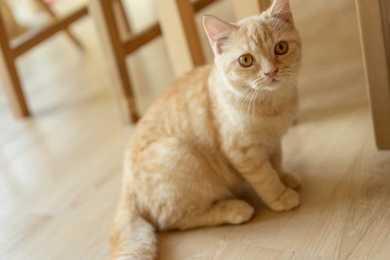 Why Is My Cat’s Poop Yellow