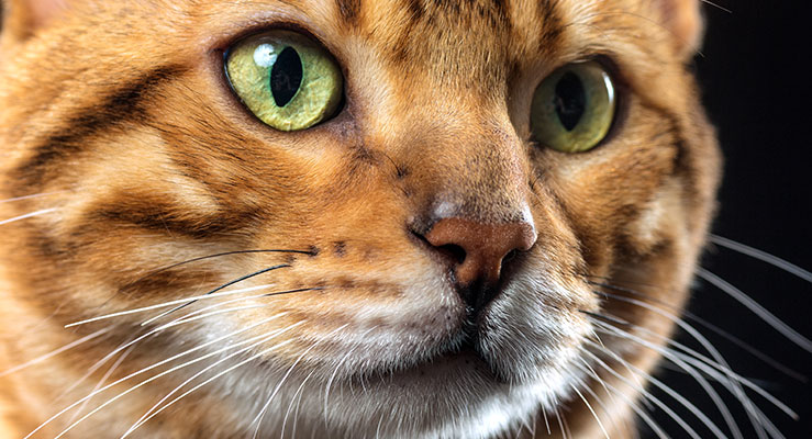 Why Shouldn't You Cut A Cat’s Whiskers