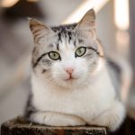 Why Won’t My Cat Leave Me Alone at Night?