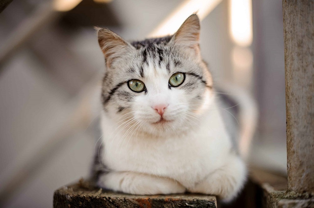 Why Won’t My Cat Leave Me Alone at Night?