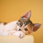 At What Age Do Male Cats Calm Down