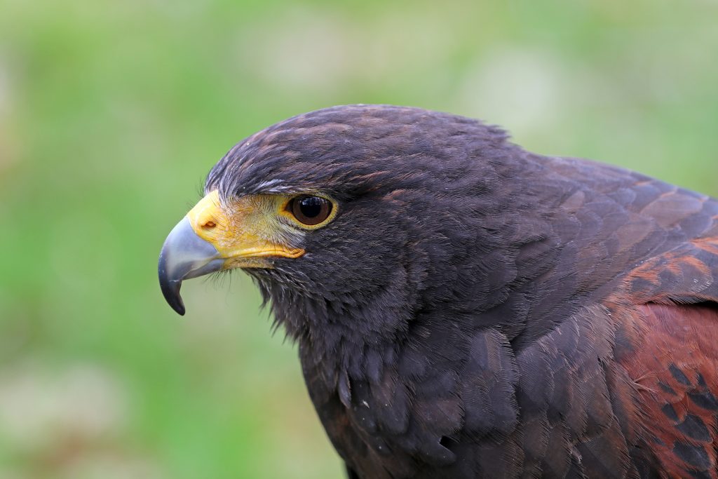 Can A Cat Kill A Hawk