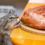 Can Cats Eat Beyond Meat?