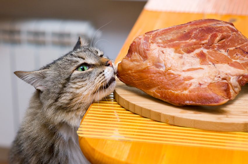 Can Cats Eat Beyond Meat?