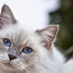 Can Cats Eat Okra?