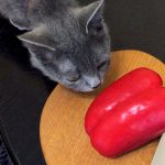 Can Cats Eat Red Peppers