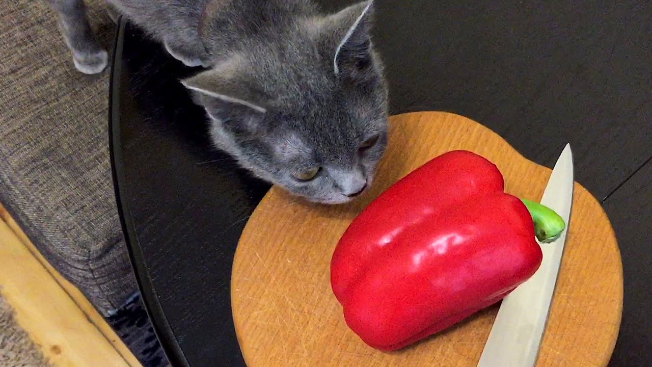 Can Cats Eat Red Peppers