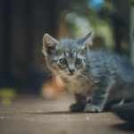 Can Kittens In The Same Litter Be Different Ages?