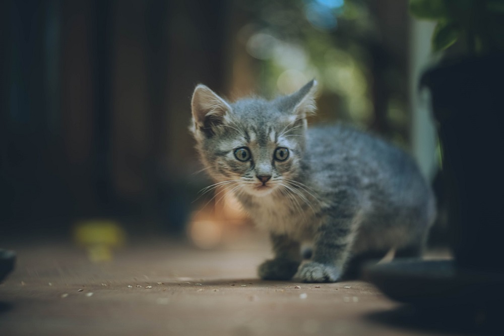Can Kittens In The Same Litter Be Different Ages?