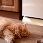 Cat Acts Like Something Stuck In Mouth