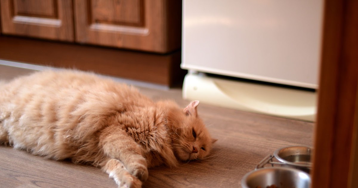 Cat Acts Like Something Stuck In Mouth
