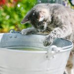 Cat Looking At Water But Not Drinking