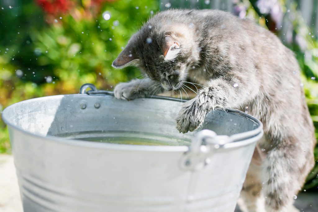 Cat Looking At Water But Not Drinking