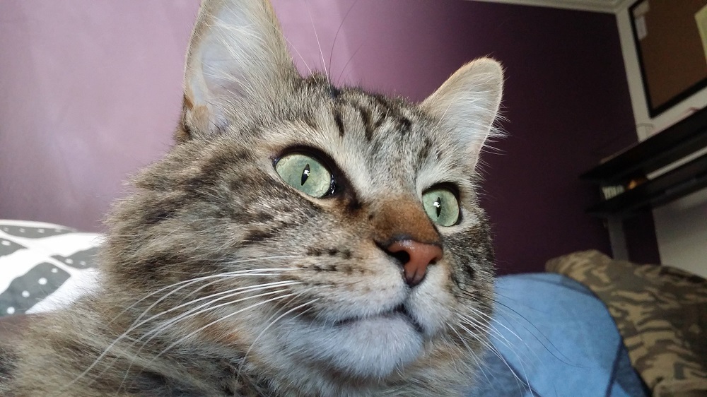 Do Cats Copy Each Other?