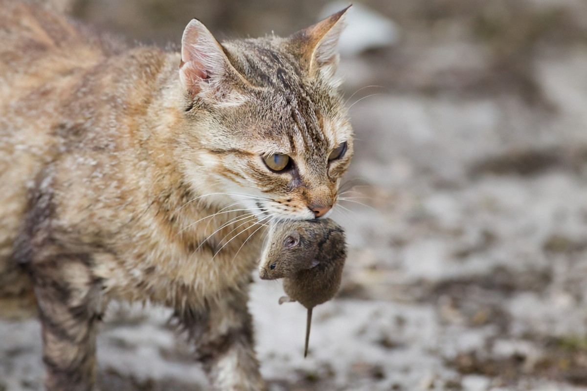 Do Cats Eat Mice Whole?