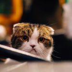 Do Cats Get Depressed After Abortion?
