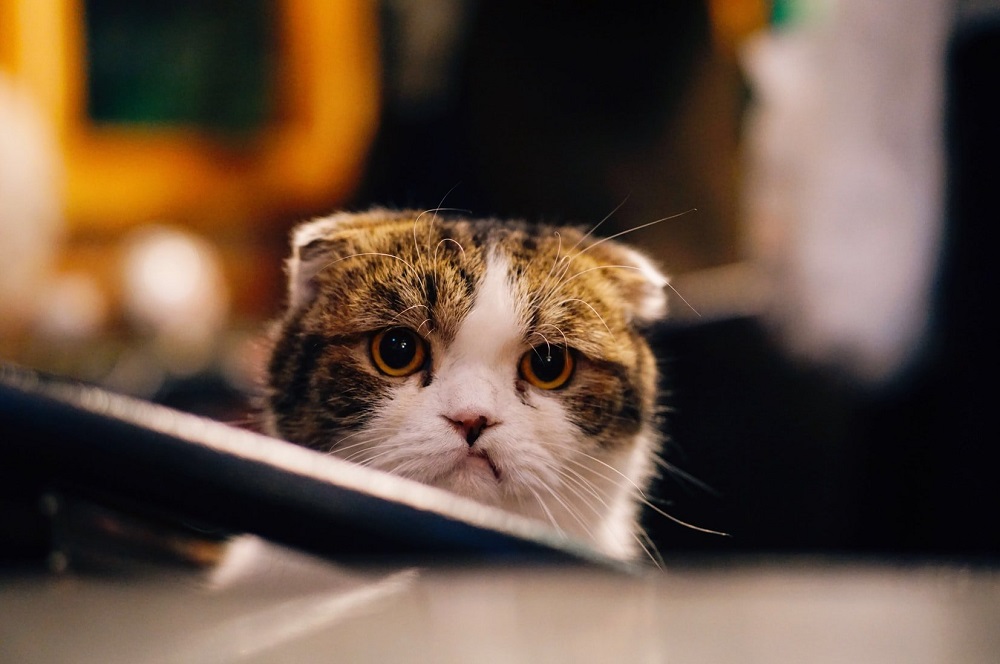 Do Cats Get Depressed After Abortion?