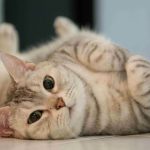 Do Cats Go To Heaven When They Die