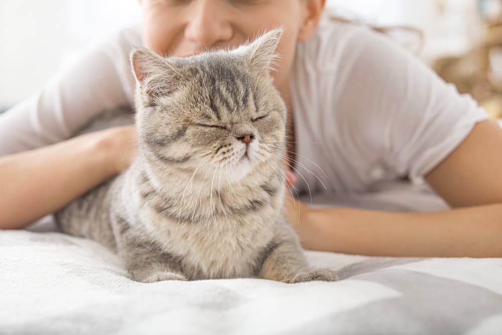 Do Kittens Look Like Their Parents?