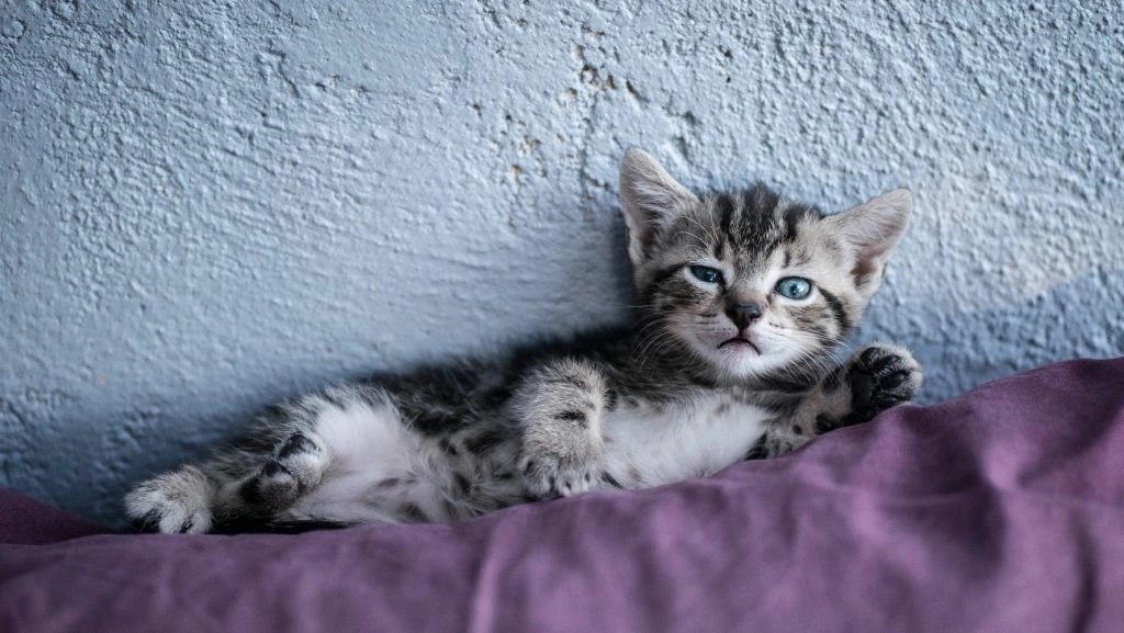 Do Kittens Move A Lot Before Birth