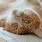How Far Do Neutered Cats Roam?