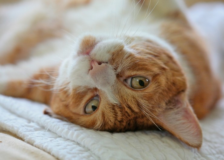 How Far Do Neutered Cats Roam?