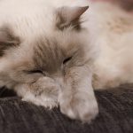 How Often Should A 4 Week Old Kitten Poop?
