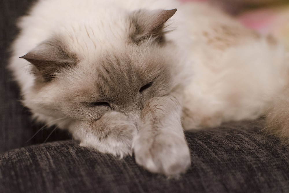 How Often Should A 4 Week Old Kitten Poop?