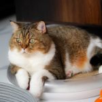 How To Keep Slugs Away From Cat Food
