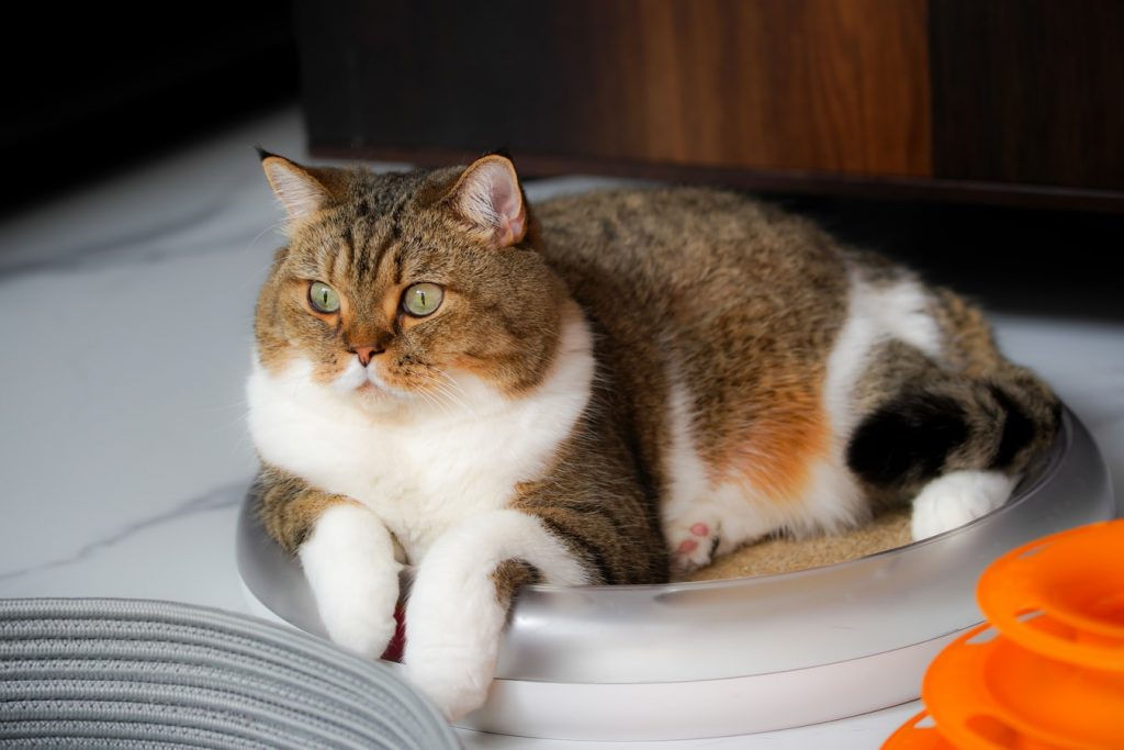 How To Keep Slugs Away From Cat Food