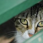 How To Tell If Cat Still Has Kittens Inside