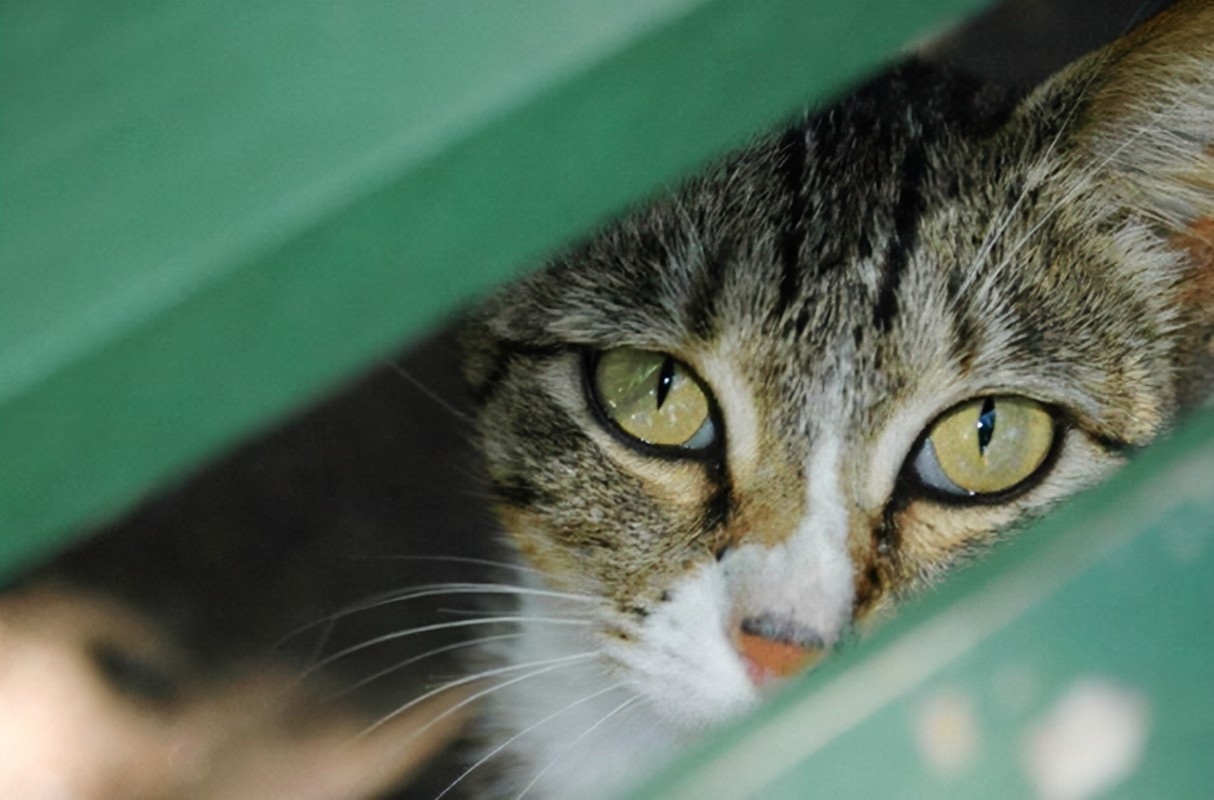 How To Tell If Cat Still Has Kittens Inside