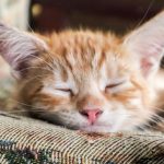 Introducing Two Kittens From Different Litters