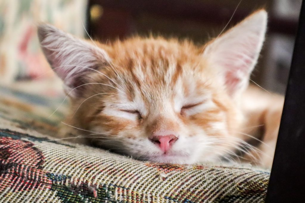 Introducing Two Kittens From Different Litters