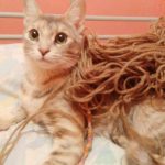 My Cat Ate String A Week Ago