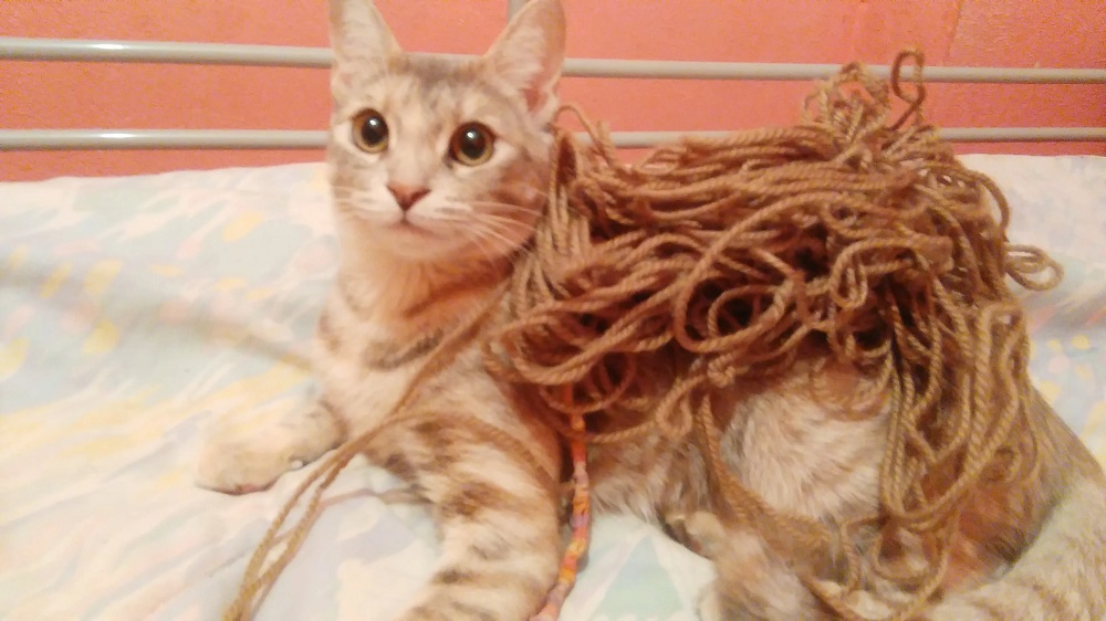 My Cat Ate String A Week Ago