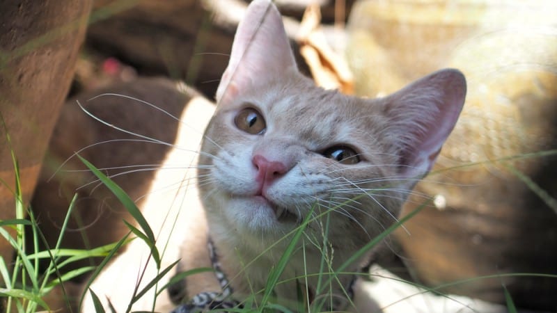 My Cat Hasn’t Peed Or Pooped In 2 Days