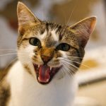 My Cat Hissed At Me For The First Time