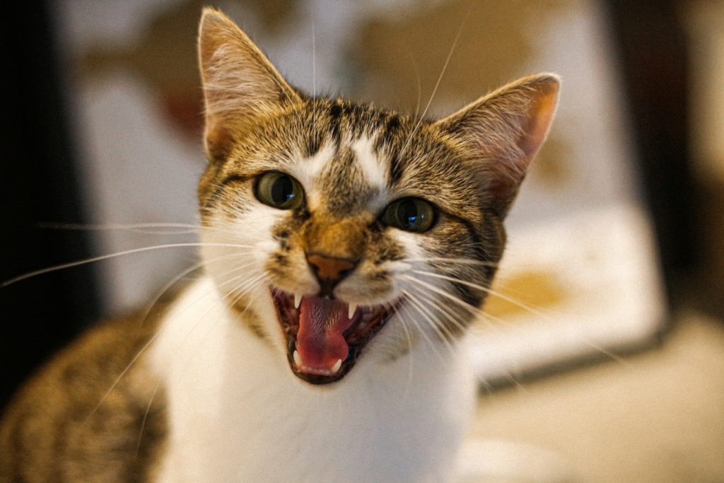 My Cat Hissed At Me For The First Time