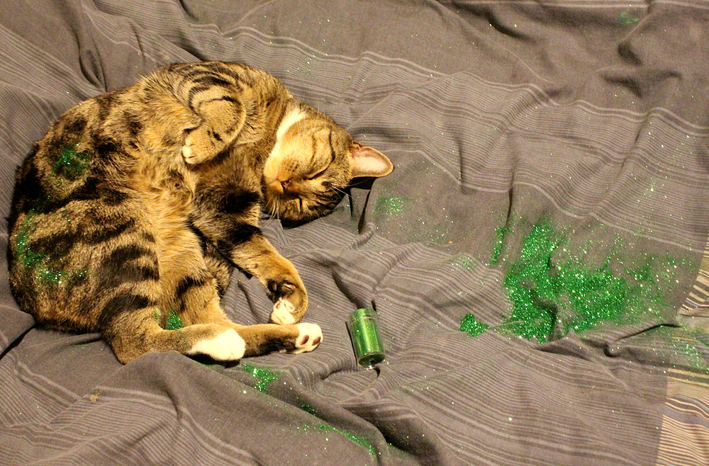 My Cat Is Ruining My Life