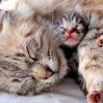 My Cat Keeps Laying On Her Kittens