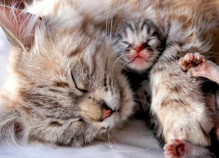 My Cat Keeps Laying On Her Kittens