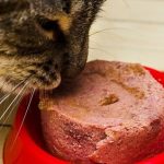 My Cat Only Eats Wet Food