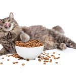 My Cat Won’t Eat Prescription Food