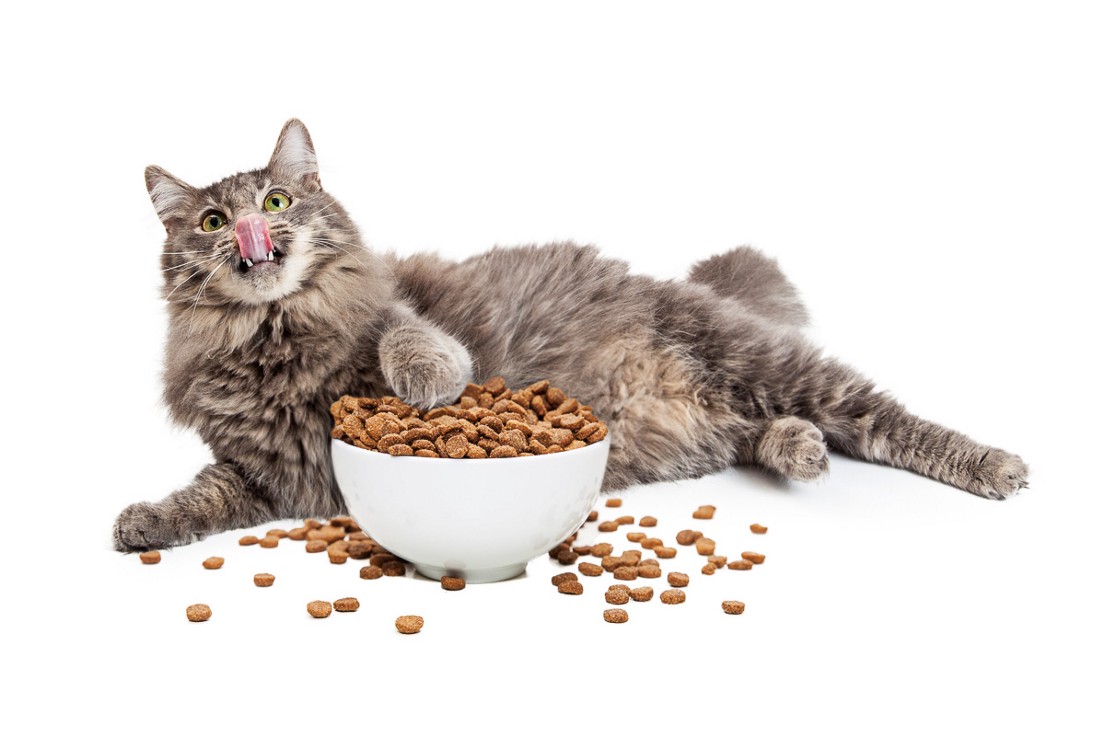 My Cat Won’t Eat Prescription Food