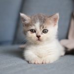 Should I Remove A Dead Kitten From The Litter